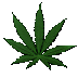 mala.gif (2946 bytes)